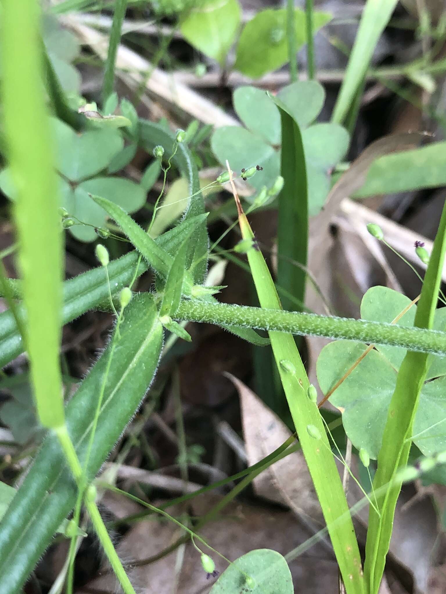 Sivun Phlox pilosa subsp. pilosa kuva