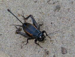 Image of Fall Field Cricket