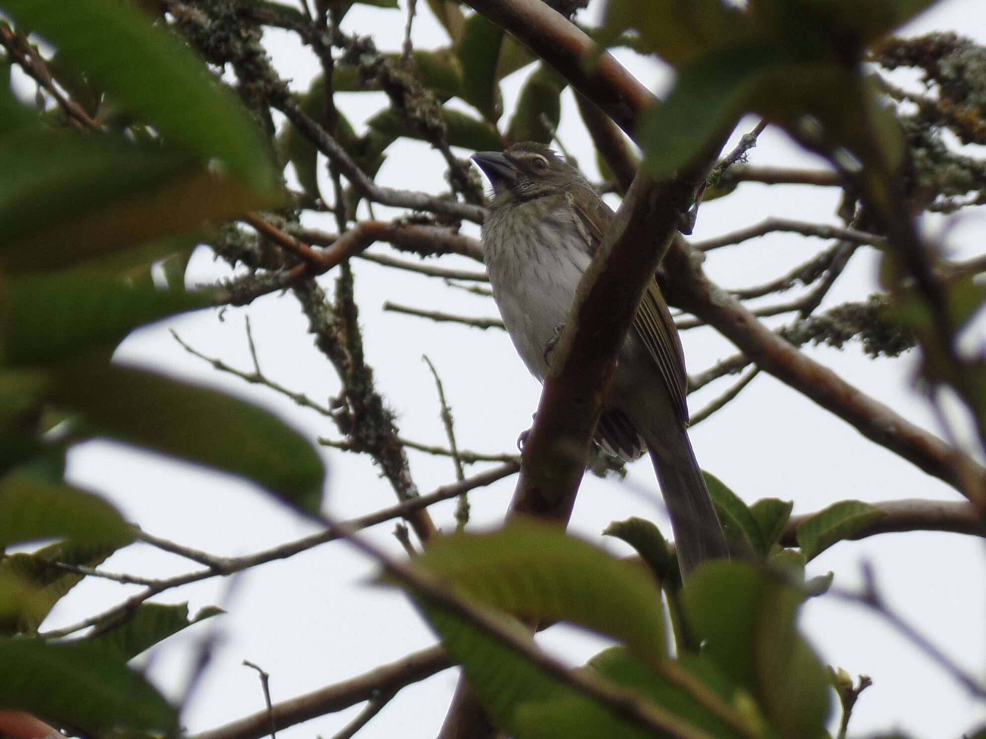 صورة Saltator striatipectus Lafresnaye 1847