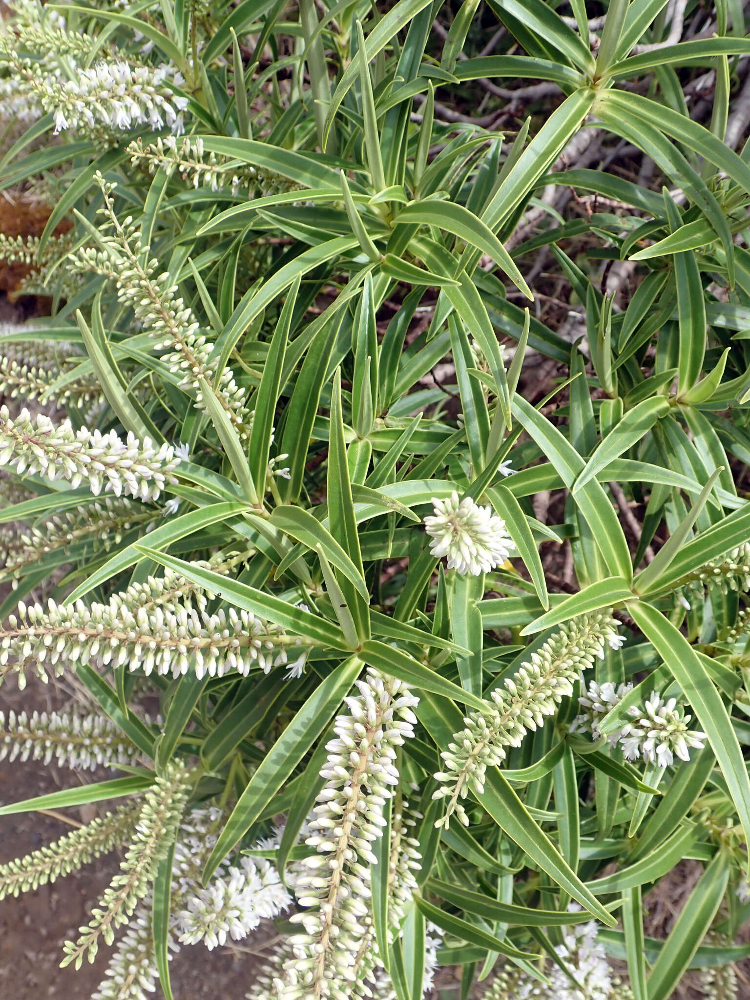 Image of Veronica stricta var. egmontiana (L. B. Moore) Garn.-Jones