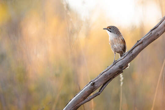 Image of Striated Grasswren