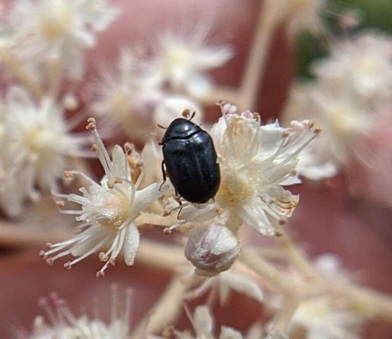 Orphilus subnitidus Le Conte 1861 resmi