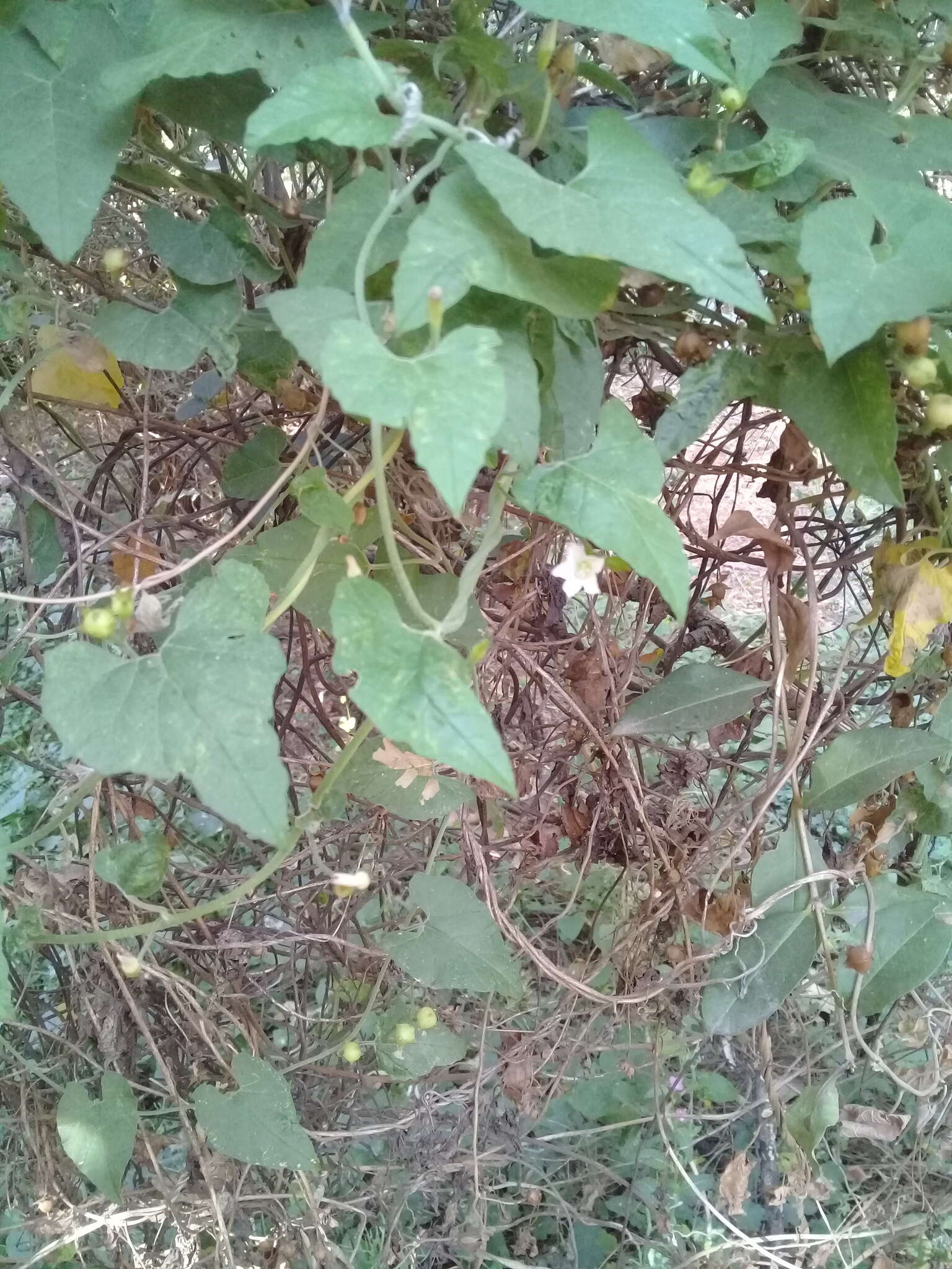 Image de Convolvulus crenatifolius Ruiz & Pav.