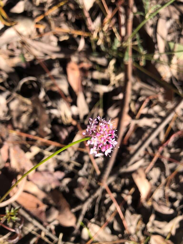 Imagem de Trachymene procumbens (F. Müll.) Benth.