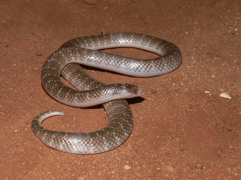 Image of North-western Shovel-nosed Snake