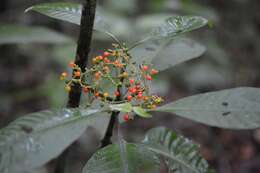 Plancia ëd Psychotria trichotoma M. Martens & Galeotti