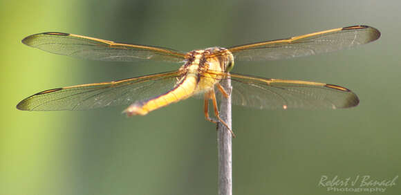 Image of Needham's Skimmer