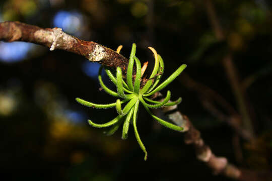 Image of Pinguicula casabitoana Jimenez