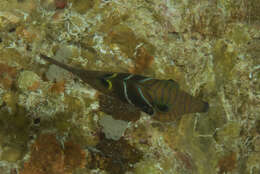 Image of Circle-barred puffer