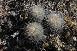 Echinocereus adustus subsp. keizerae W. Blum & Dosedal的圖片