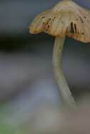 Image of Galerina stordalii A. H. Sm. 1964