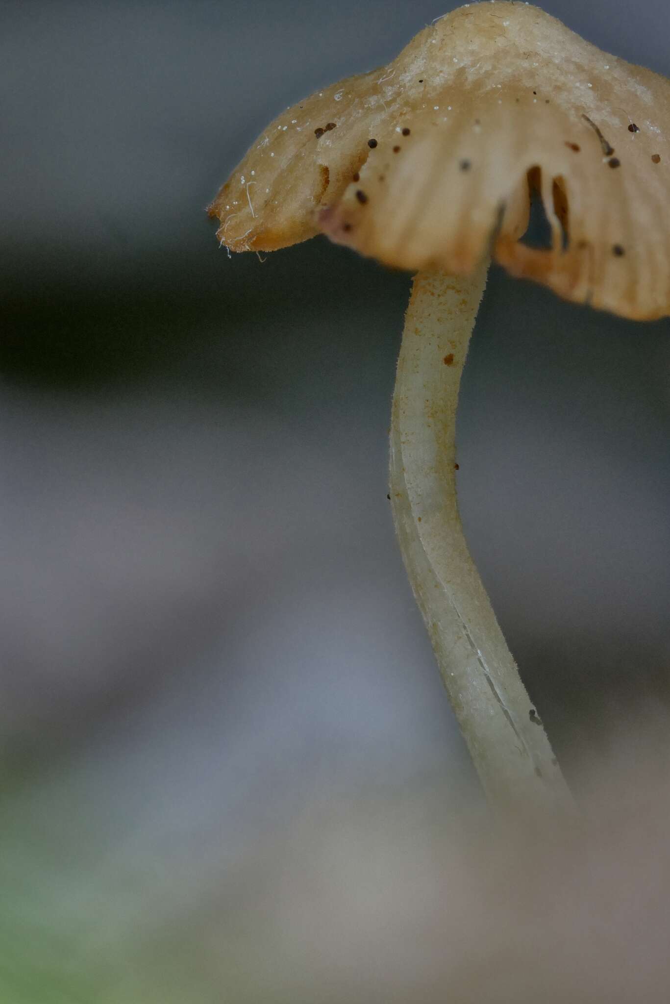 Image of Galerina stordalii A. H. Sm. 1964