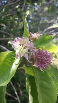 Image of Clerodendrum involucratum Vatke