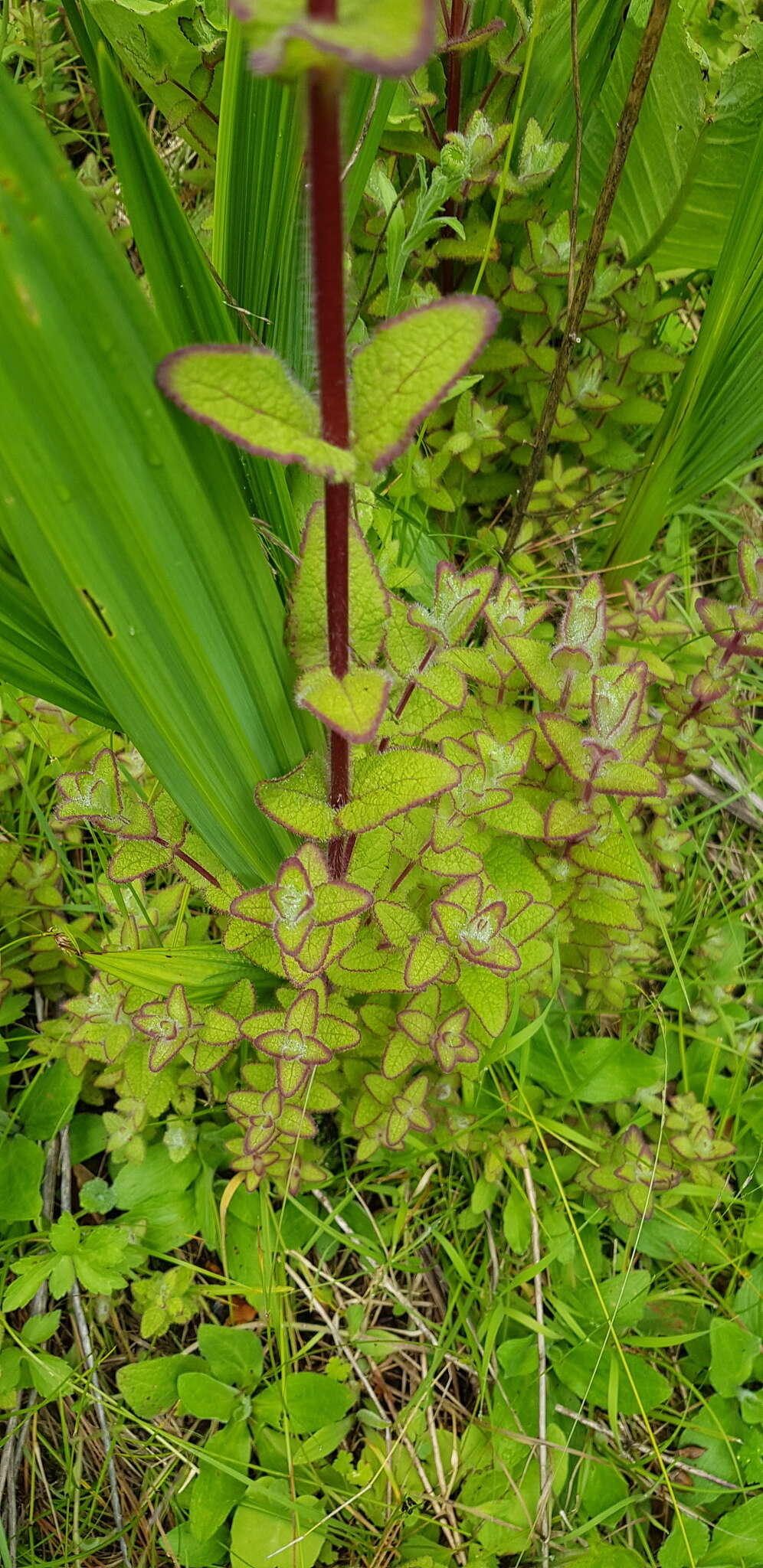 Image of Lamourouxia macrantha M. Mart. & Gal.