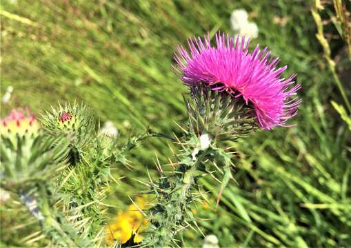 صورة Carduus acanthoides subsp. acanthoides