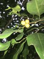 Image de Ficus benjamina L.