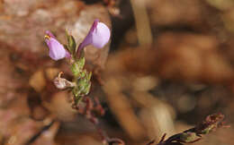 Image of Noel's owl's-clover