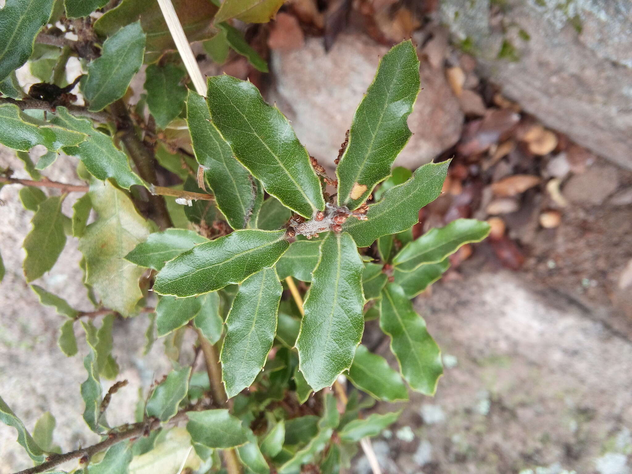 Image of Quercus microphylla Née