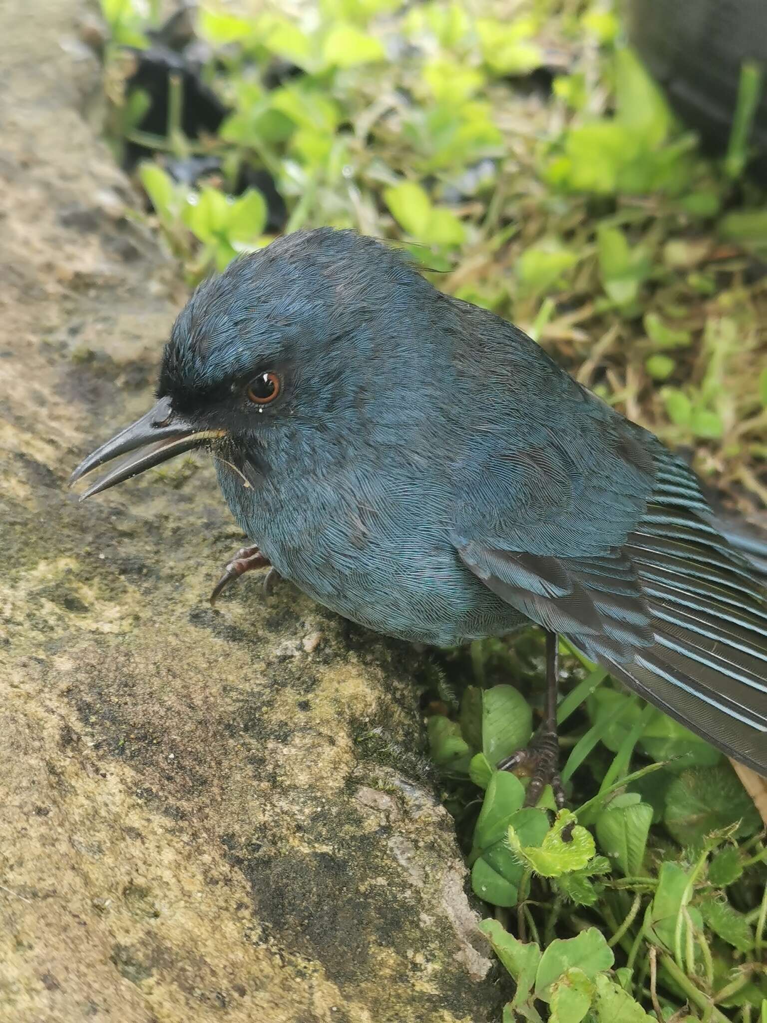 Image of Bluish Flower-piercer