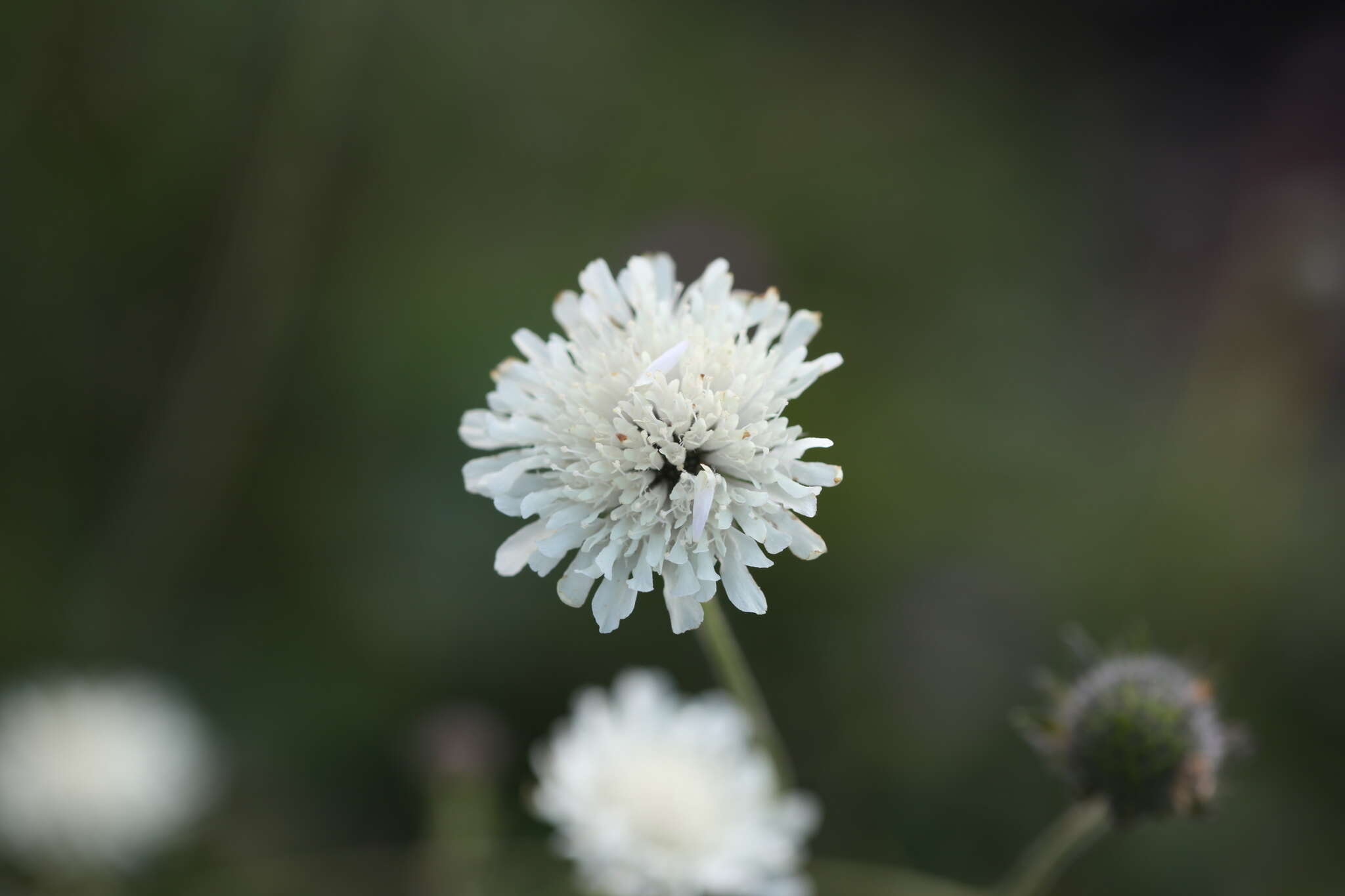 Image of Knautia involucrata Somm. & Lev.