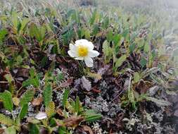 Imagem de Dryas octopetala subsp. oxyodonta (Juz.) Hult.