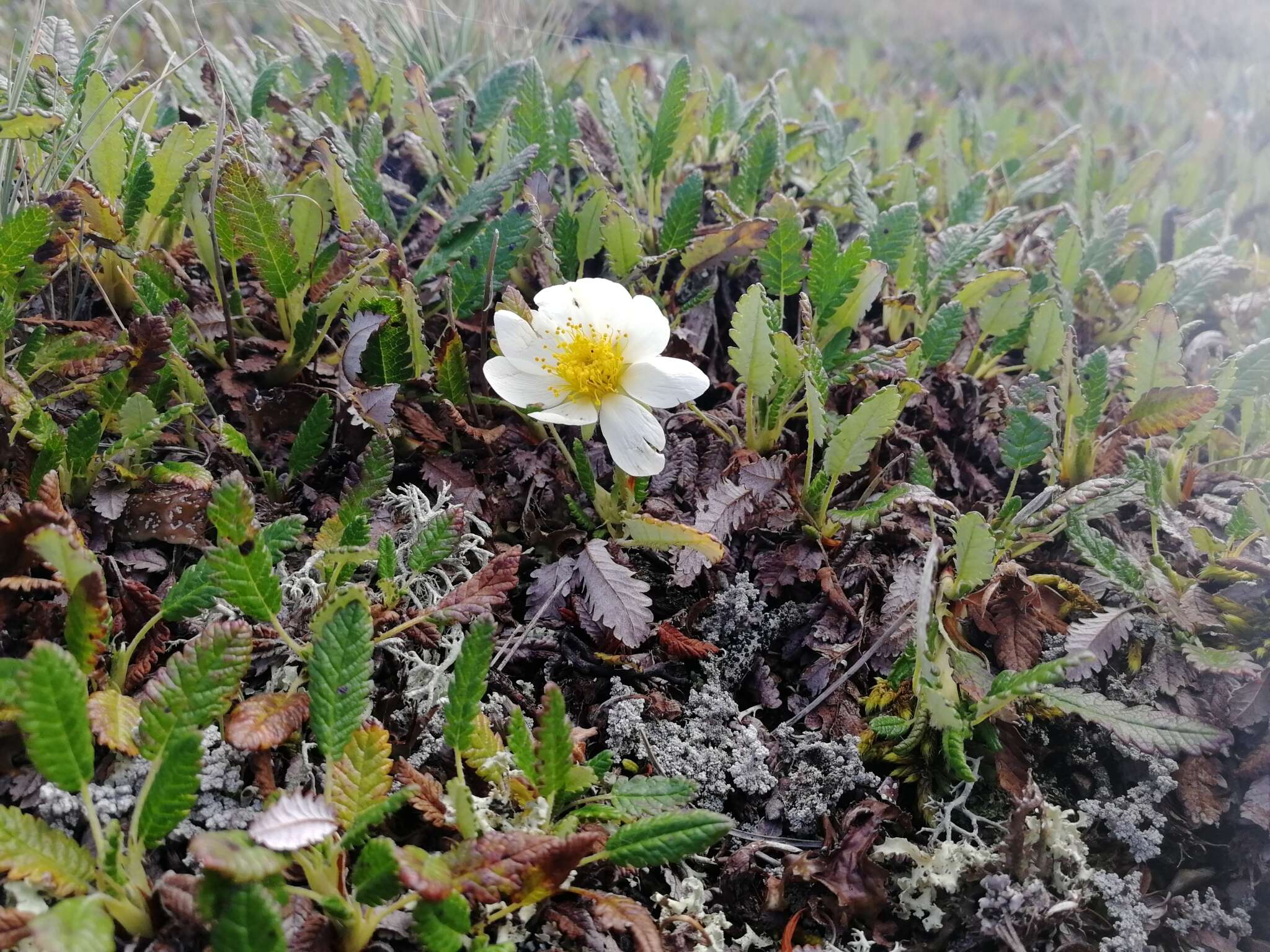 Imagem de Dryas octopetala subsp. oxyodonta (Juz.) Hult.