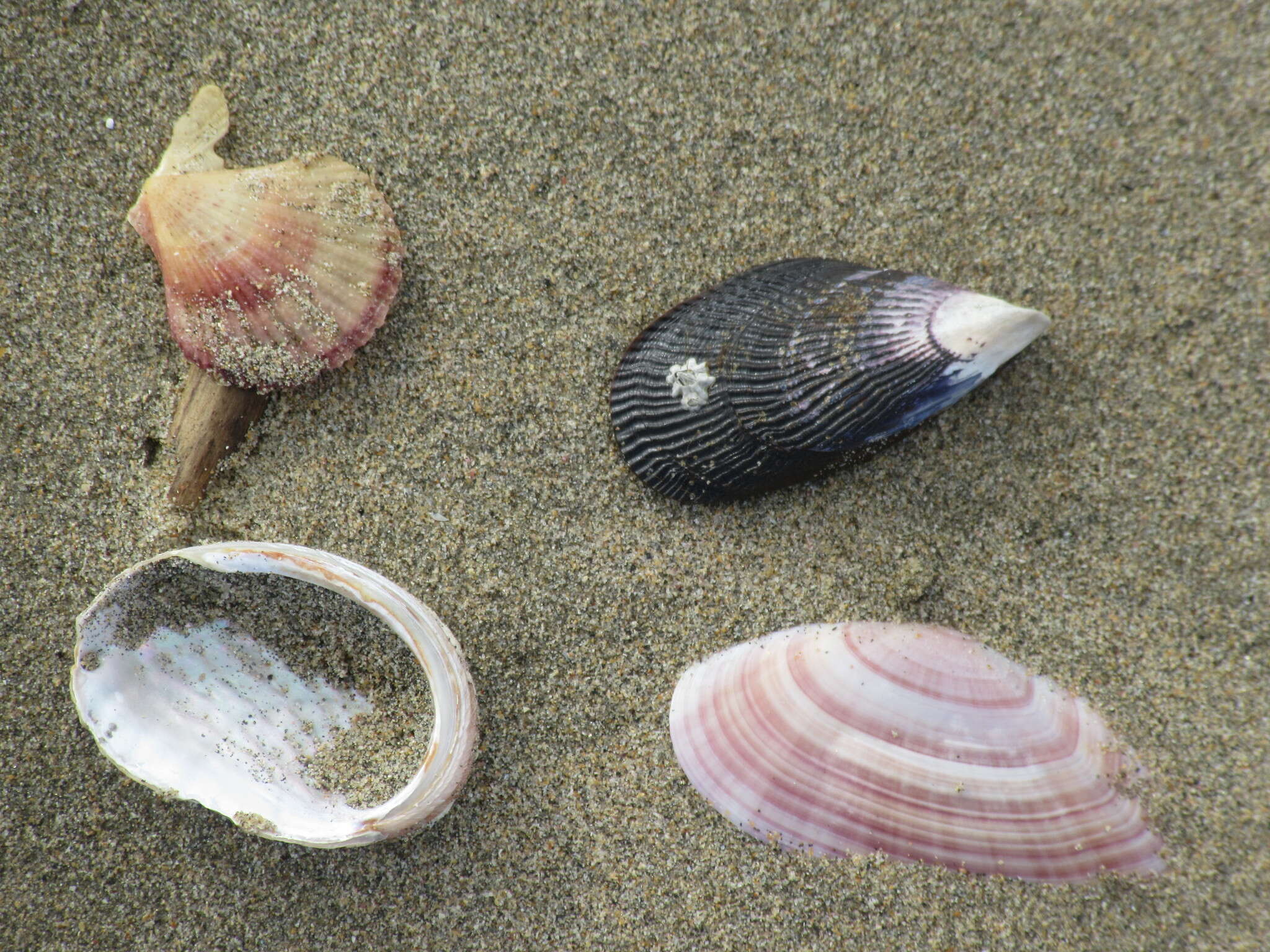 Image of silver abalone