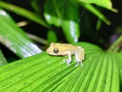 Image of Los Cedros Rainfrog