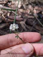 Image of Trachymene incisa subsp. incisa