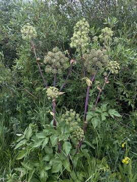 Image of Giant Angelica