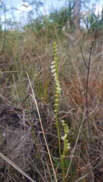 Spiranthes brevilabris var. floridana (Wherry) Luer resmi