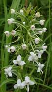 Image of Habenaria zambesina Rchb. fil.