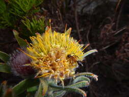 Image of Leucospermum oleifolium (P. J. Bergius) R. Br.