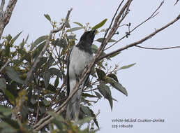 Coracina papuensis robusta (Latham 1801) resmi