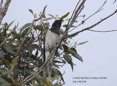 Imagem de Coracina papuensis robusta (Latham 1801)