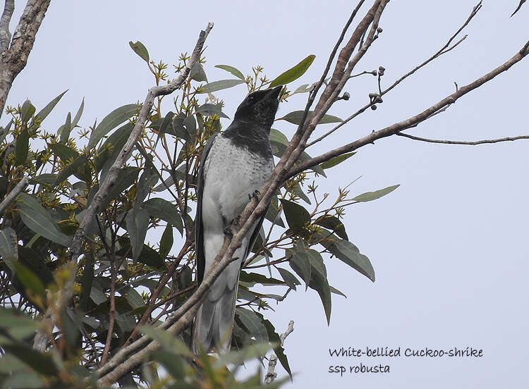 Image of Coracina papuensis robusta (Latham 1801)