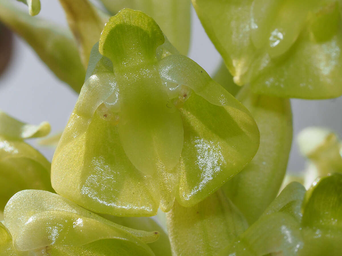 Plancia ëd Pterygodium inversum (Thunb.) Sw.