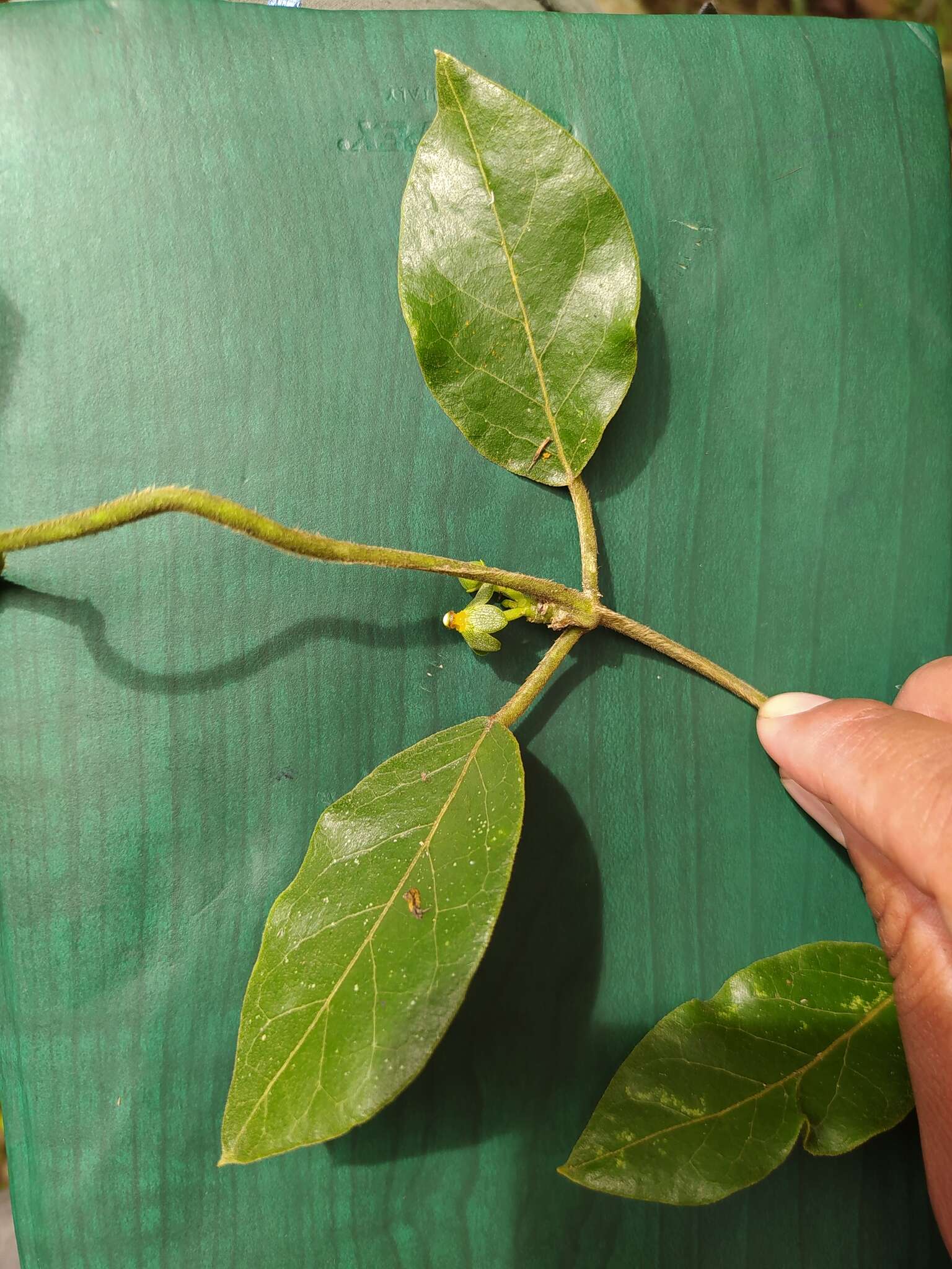 Image of Matelea campechiana (Standl.) R. E. Woodson