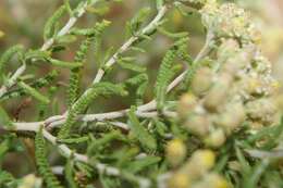 صورة Achillea cretica L.