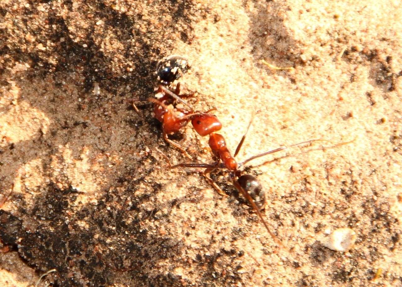 Image of Iridomyrmex agilis Forel 1907