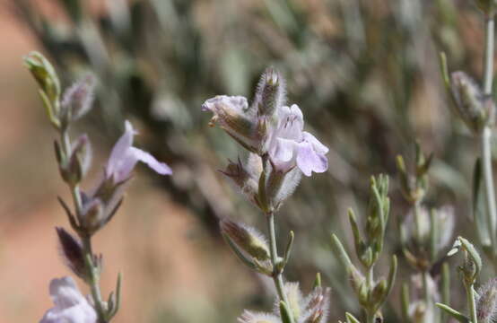 Image of frosted mint