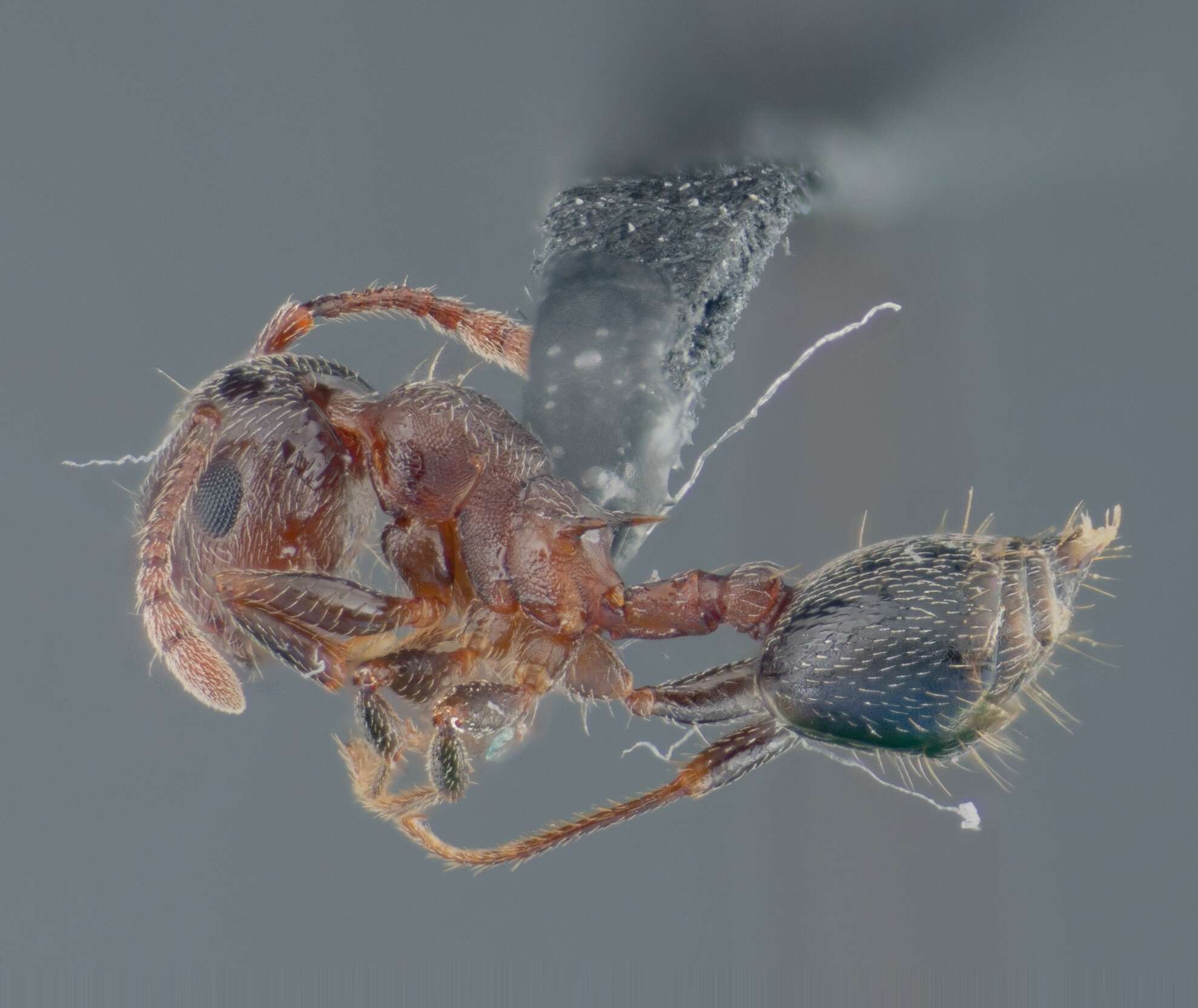 Image of Crematogaster coarctata Mayr 1870