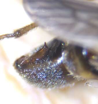 Image of <i>Nabis punctatus</i>