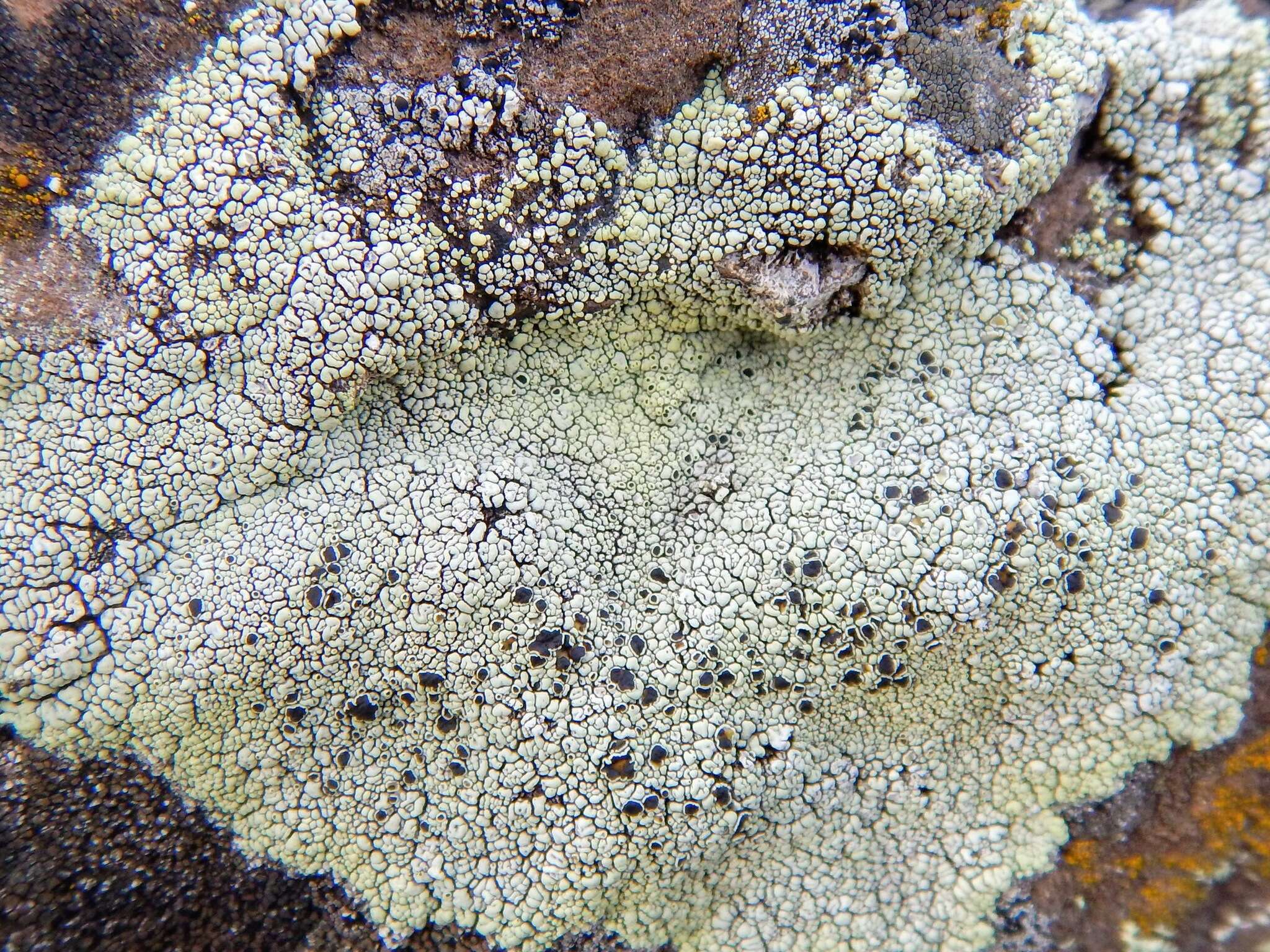 Imagem de Lecanora argopholis (Ach.) Ach.