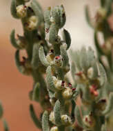 Plancia ëd Neokochia americana (S. Watson) G. L. Chu & S. C. Sand.