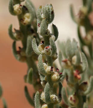 Plancia ëd Neokochia americana (S. Watson) G. L. Chu & S. C. Sand.