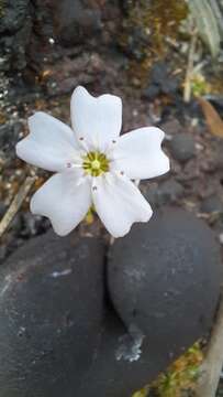 Image of Drosera mannii Cheek