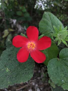 Image of heartleaf rosemallow