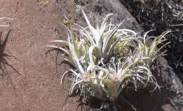 Image of Tillandsia nana Baker