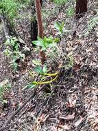 Image of Dendrobium speciosum var. hillii Mast.